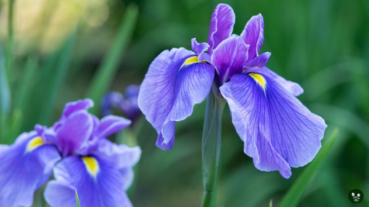 Iris Flower Meaning: Symbolism of Love and Hope