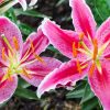 Lily Flower Meaning: Symbolism, Color, and Types