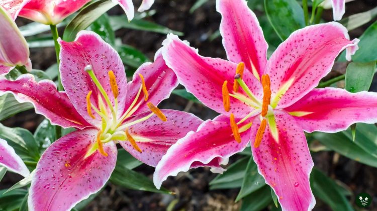 Lily Flower Meaning: Symbolism, Color, and Types