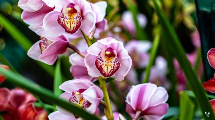 Orchid Flower Meaning: Spiritual and Color Symbolism