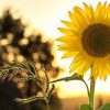 Sunflower Meanings, Symbolism, Origin Myth and Cultural Significance