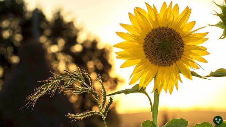 Sunflower Meanings, Symbolism, Origin Myth and Cultural Significance
