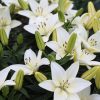 Types of Lilies by Division and Their Meanings