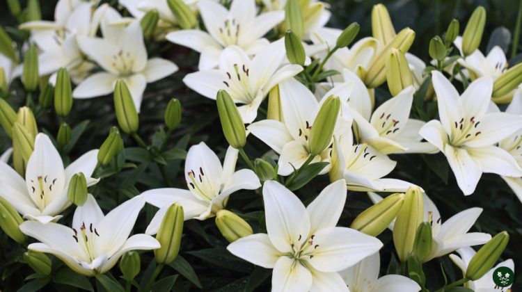 Types of Lilies by Division and Their Meanings