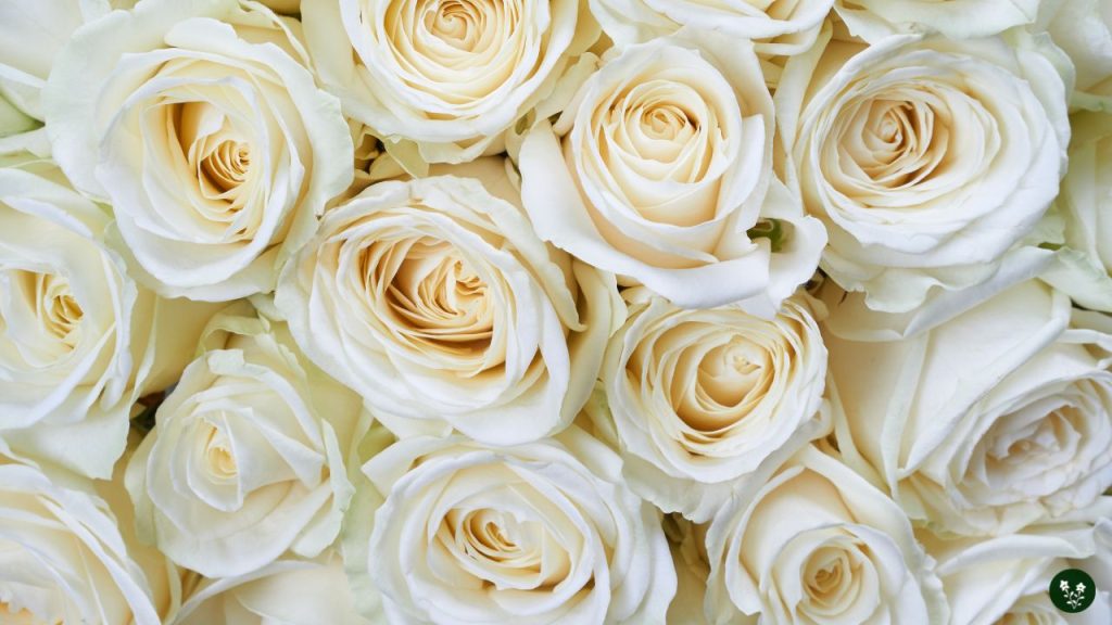 White Rose Meaning - Purity, Innocence