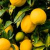 types of lemon