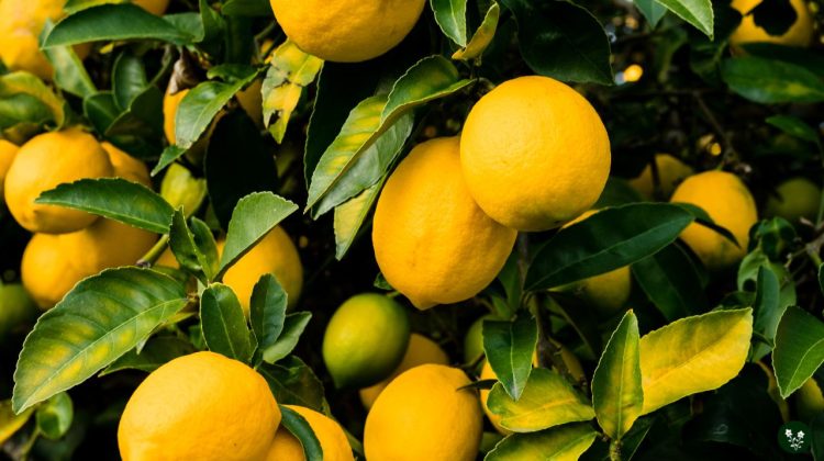 types of lemon