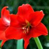 Amaryllis Meaning, Symbolism, and the History