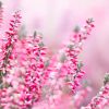 Heather Flower Meaning: Symbolism and Color Significance