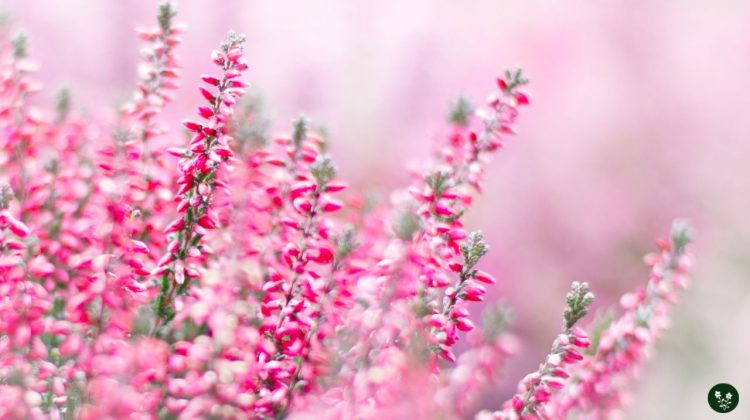 Heather Flower Meaning: Symbolism and Color Significance