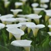 History of Calla Lily and Its Meanings