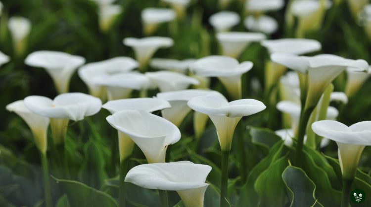 History of Calla Lily and Its Meanings