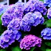 Hydrangea Flower Meaning, Symbolism, and Historical Significance