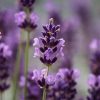 Lavender Flower Meaning, Symbolism, and Characteristics