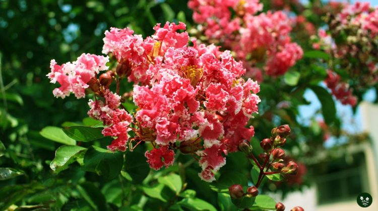 Myrtle Flower Meaning and Symbolism that You Need to Know