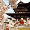 Unveiling Japan's Cherry Blossom Symbolism