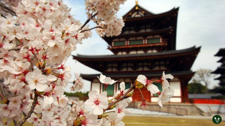 Unveiling Japan's Cherry Blossom Symbolism