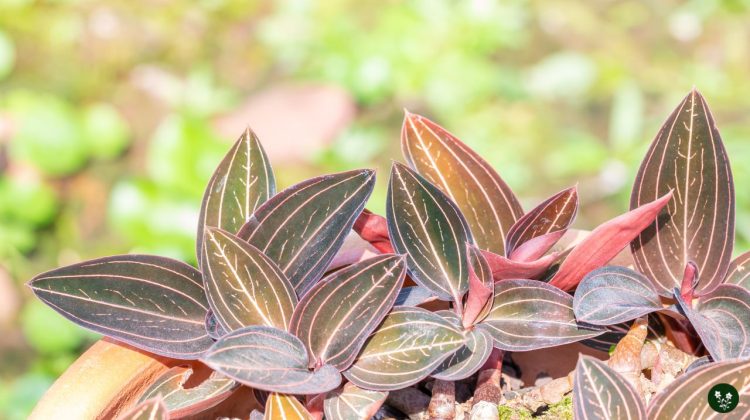 caring for Jewel Orchids