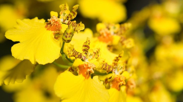 Growing Lush Oncidium Orchids at Home