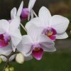 Types of Orchids for Houseplant Beginners