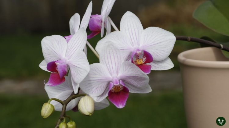 Types of Orchids for Houseplant Beginners