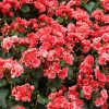 Begonia Flower Meaning: Spiritual Symbolism