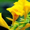 Canna Flower Meaning - Spiritual Symbolism
