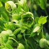 Discovering green flowers in your garden