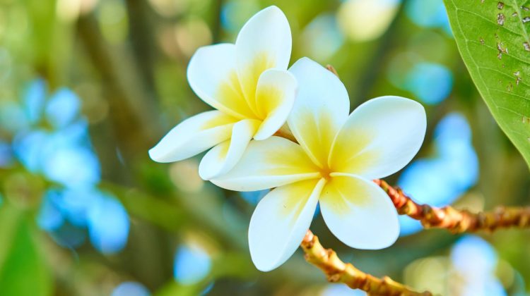 Hawaiian Flowers That Are Redefining Beauty