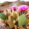 Most Breathtaking Desert Flowers in Bloom