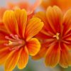 Stunning Orange Flowers