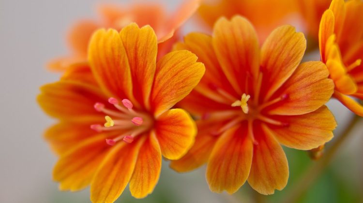 Stunning Orange Flowers