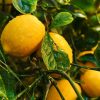 Dwarf Meyer Lemon Tree Care