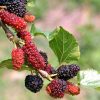 Everything You Must Know about Growing Mulberry Tree
