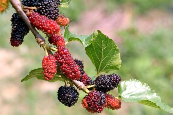 Everything You Must Know about Growing Mulberry Tree