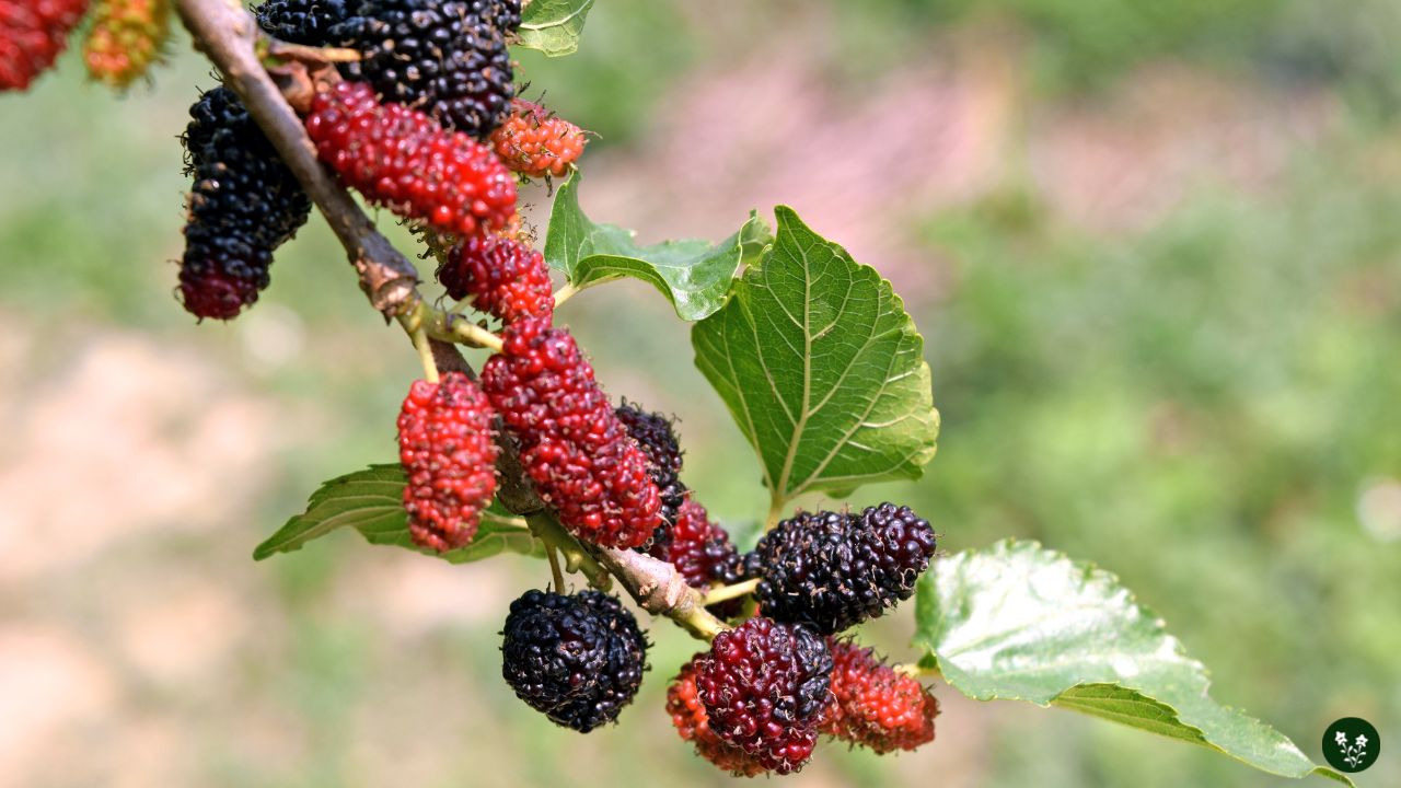 Mulberry Tree: Your Ultimate Guide To Planting And Care