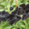 Rare Black Flowers That Actually Exist in Nature