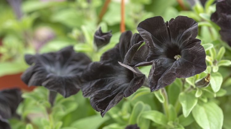 Rare Black Flowers That Actually Exist in Nature