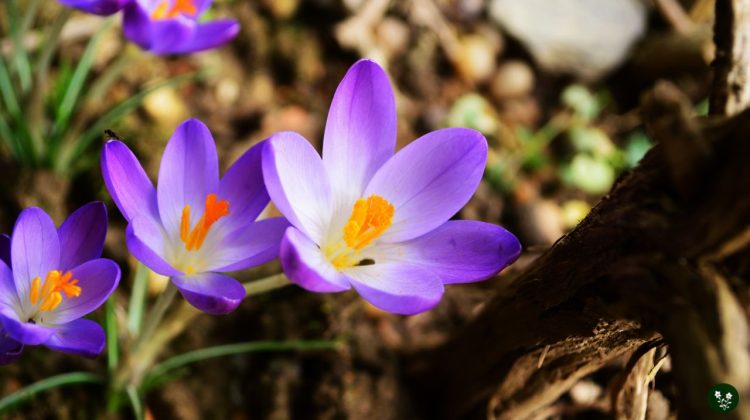 Saffron Crocus Flower Meaning and Symbolism
