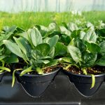 How to Grow Spinach in Pots