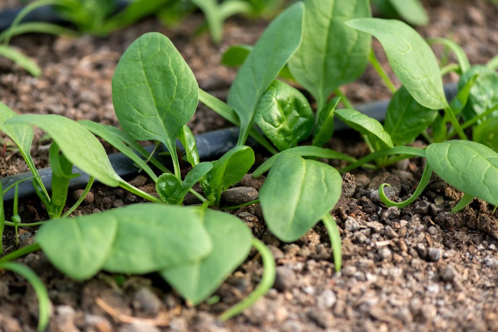Watering and Fertilizing Spinach in Pots