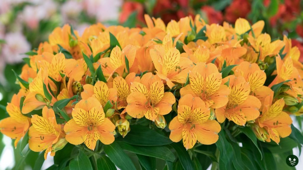 Alstroemeria Colors and Their Meanings