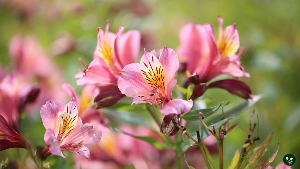 Alstroemeria Symbolism and Meanings