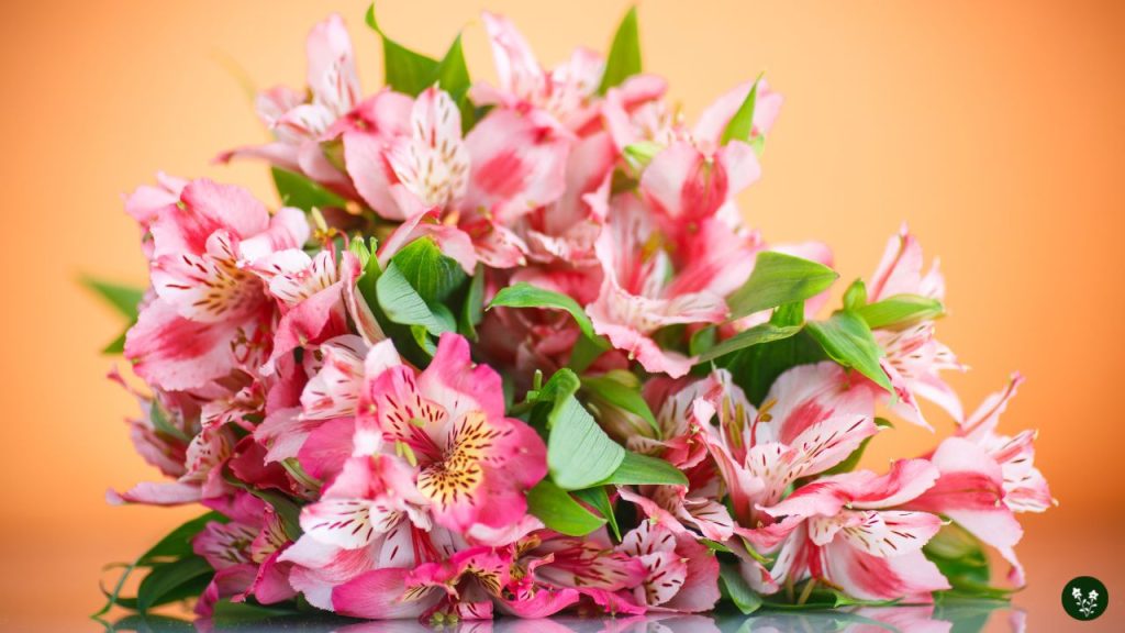 Alstroemeria Uses and Occasions