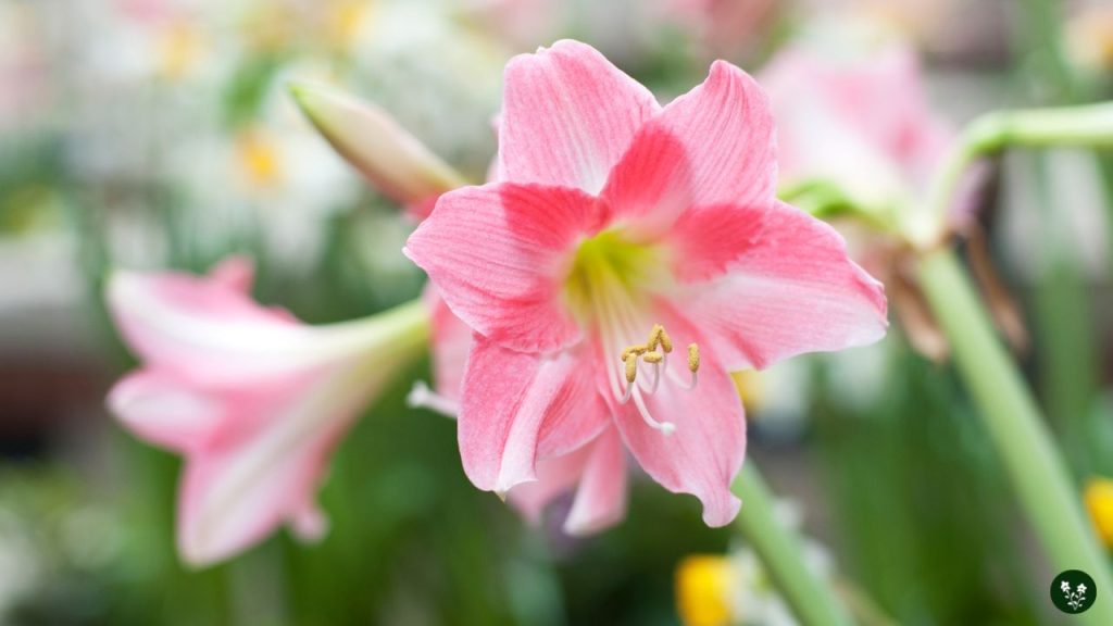 Amaryllis Color Variations and Meanings