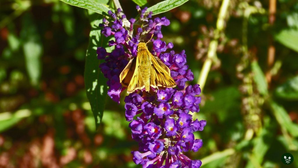 Benefits of Growing a Butterfly Bush