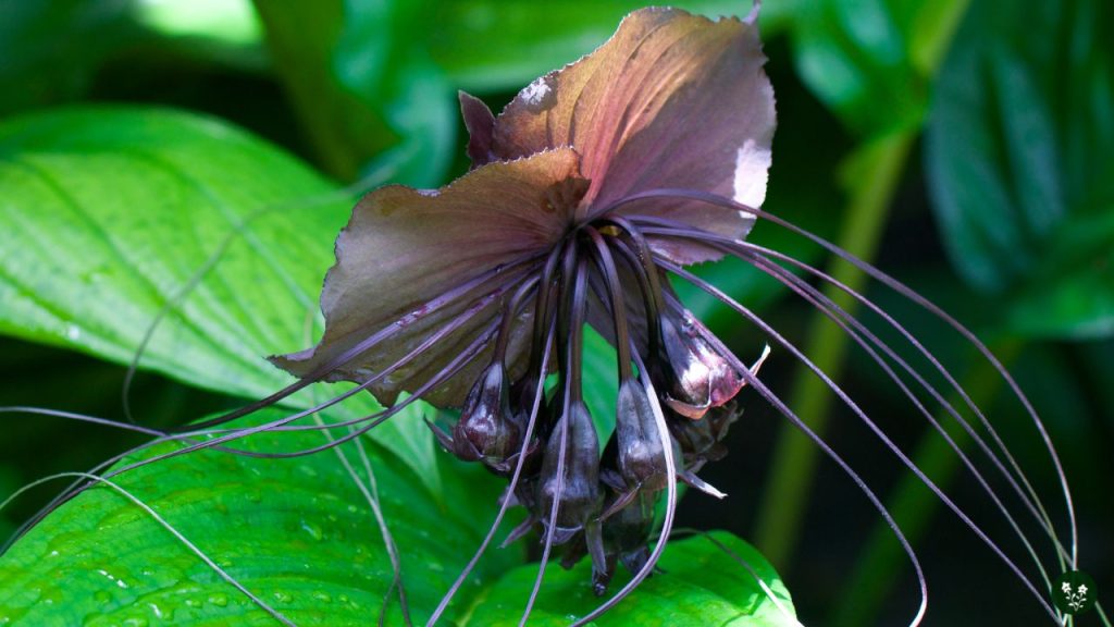 Black Bat Flower Meaning and Symbolism