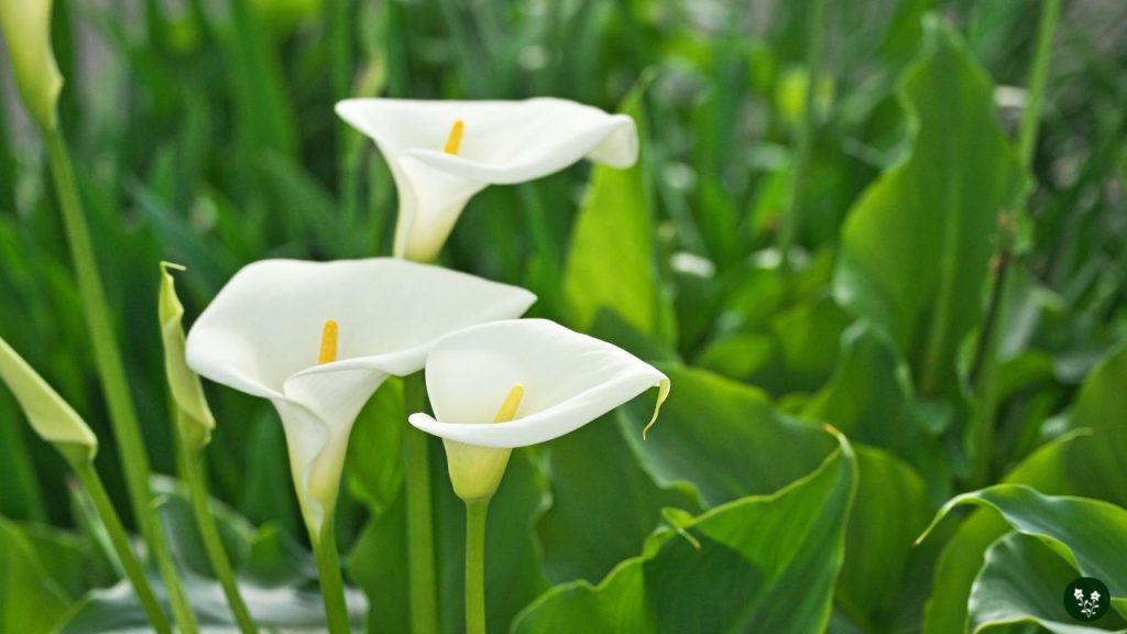 Calla Lily Colors and their Meanings