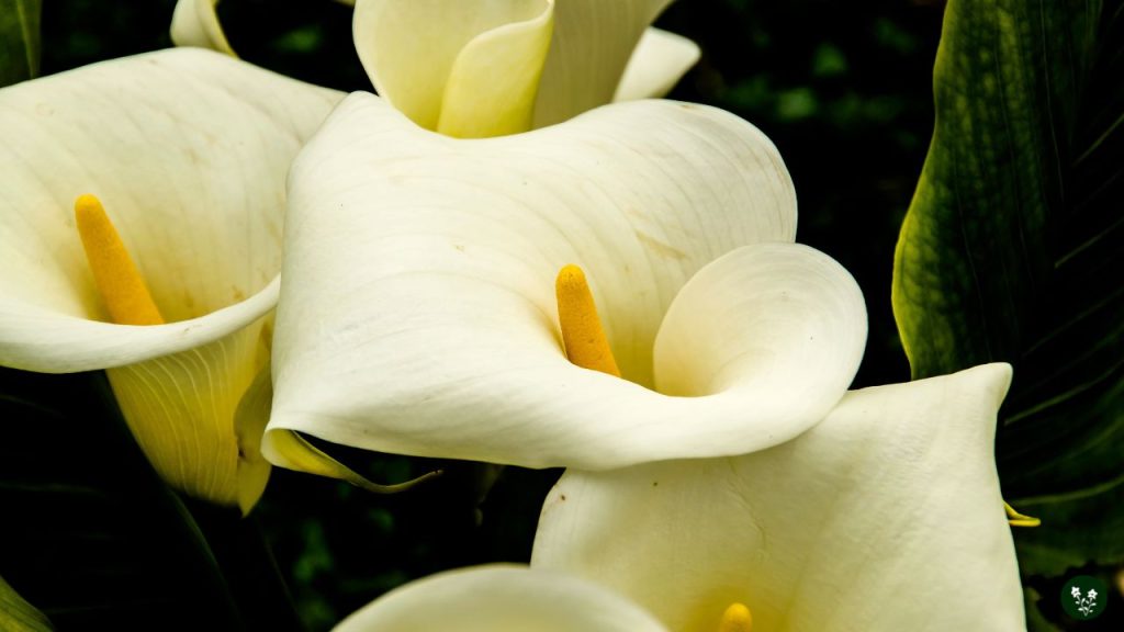 Calla Lily Symbolic Meanings