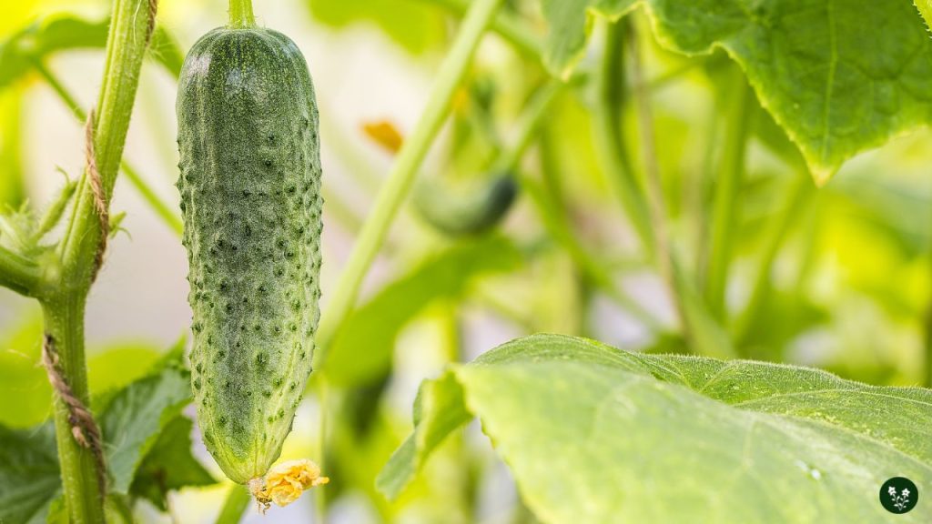 Caring for Cucumber Plants
